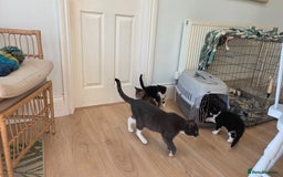 Mixed Breed cats for sale: Mixed Breed Kittens For Sale - Advert 1