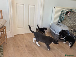 Mixed Breed cats for sale: Mixed Breed Kittens For Sale - Advert 1