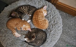 Mixed Breed cats for sale: Playful Bengal Kittens - Advert 3