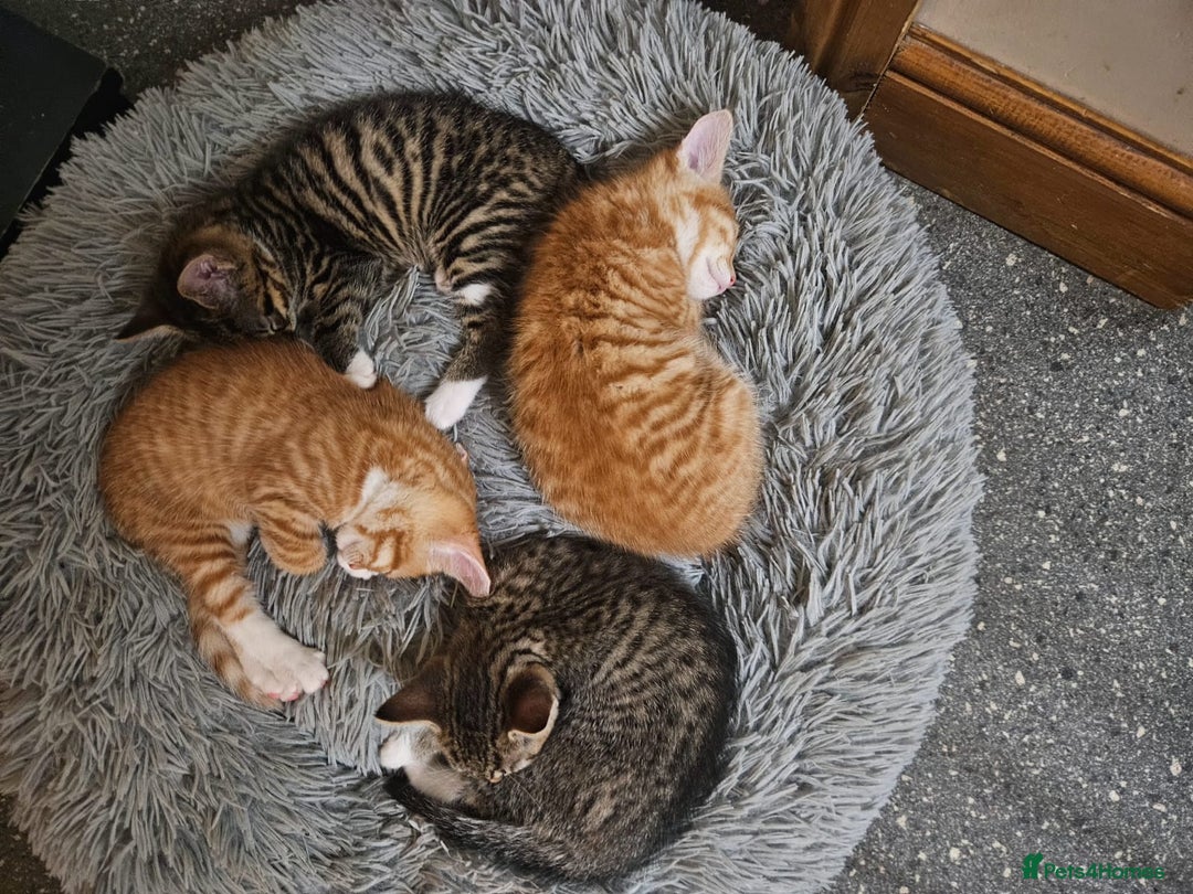 Mixed Breed cats for sale: Playful Bengal Kittens - Advert 3