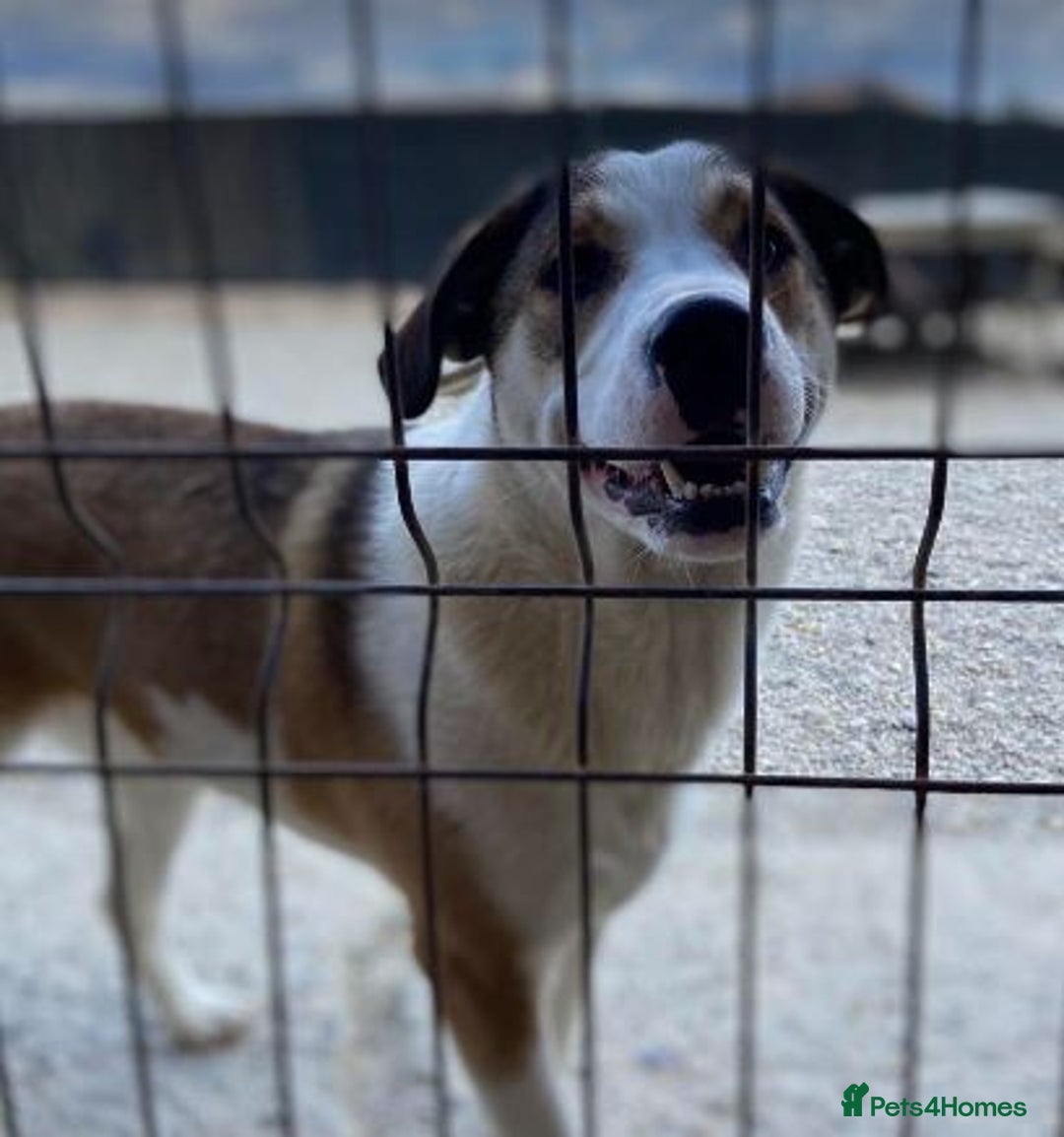 Mixed Breed dogs for adoption: MAYA – TWO YEARS WAITING FOR SOMEONE TO CARE - Image 6