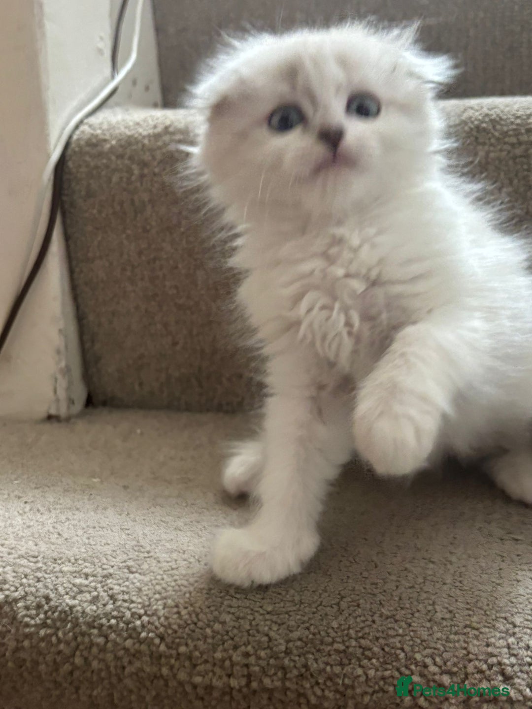 Mixed Breed cats for sale: 5 kittens - Image 17