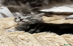 Maine Coon cats for sale: Beautiful Maine coon kittens  - Advert 5