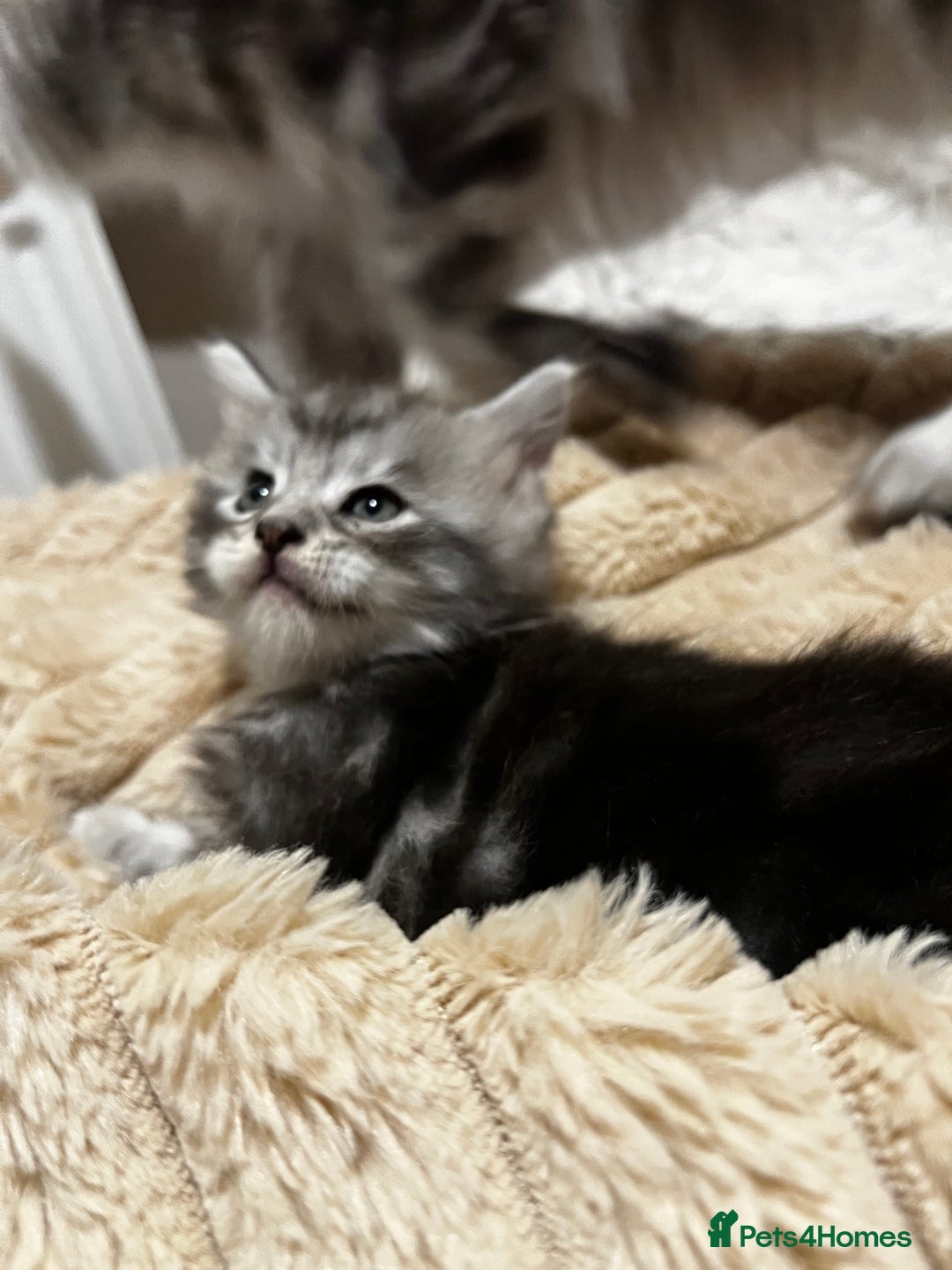 Maine Coon cats for sale: Beautiful Maine coon kittens  - Advert 5