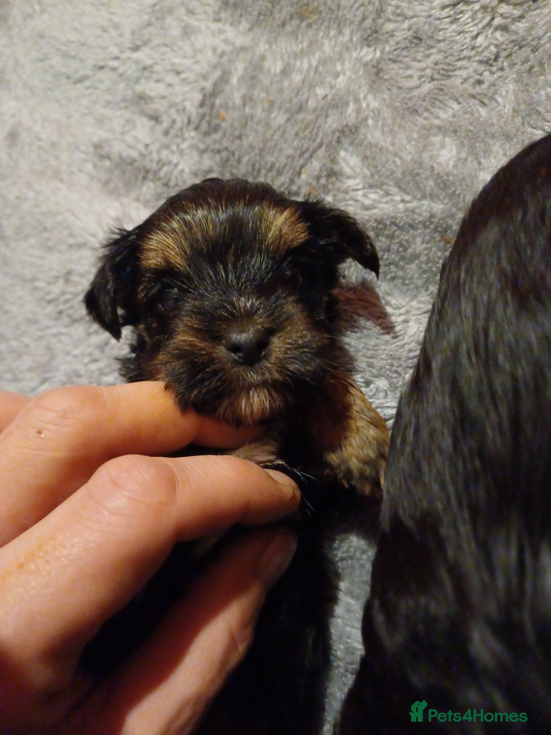 Yorkshire Terrier dogs for sale: Yorkshire terrier  - Advert 2