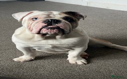 English Bulldog dogs for stud: British Bulldog Stud - First time available.  - Image 14