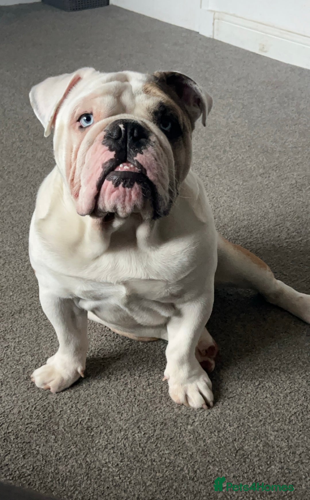 English Bulldog dogs for stud: British Bulldog Stud - First time available.  - Image 14