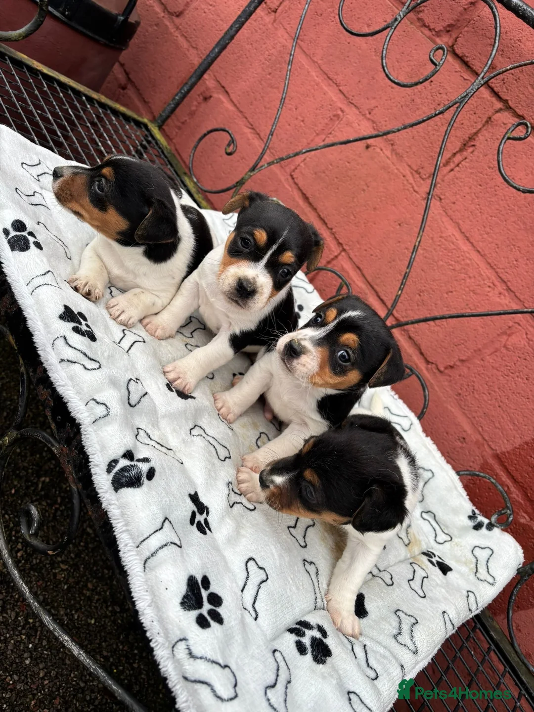 Jack Russell dogs for sale: Jack Russel puppies - Advert 5