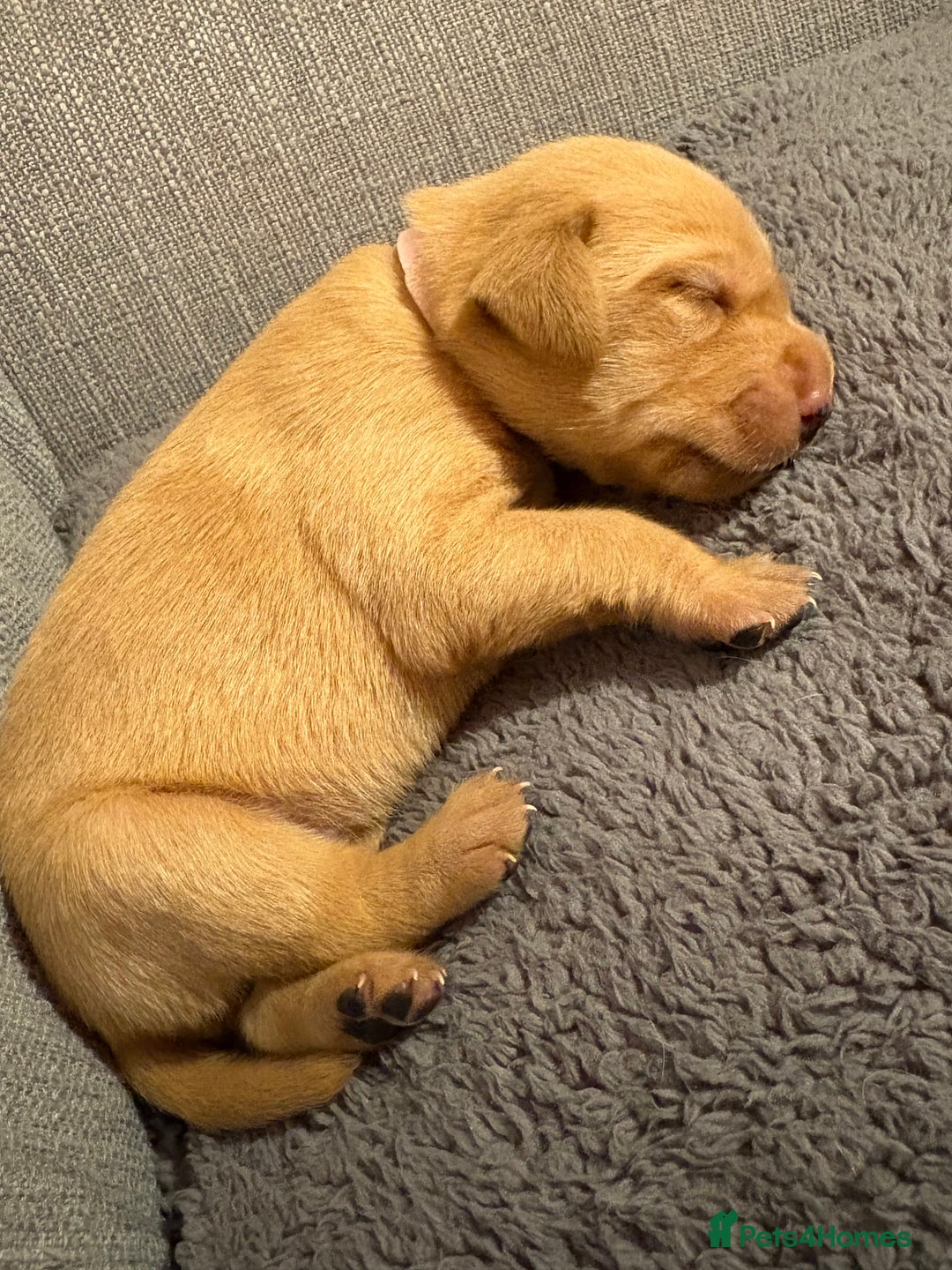 Labrador Retriever dogs for sale: Labrador Retriever Pups - Image 19