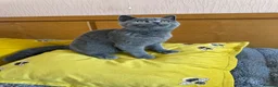 British Shorthair cats for sale: Gccf registered kittens  - Advert 10
