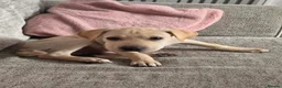 Mixed Breed dogs for sale: Mazie - Advert 3