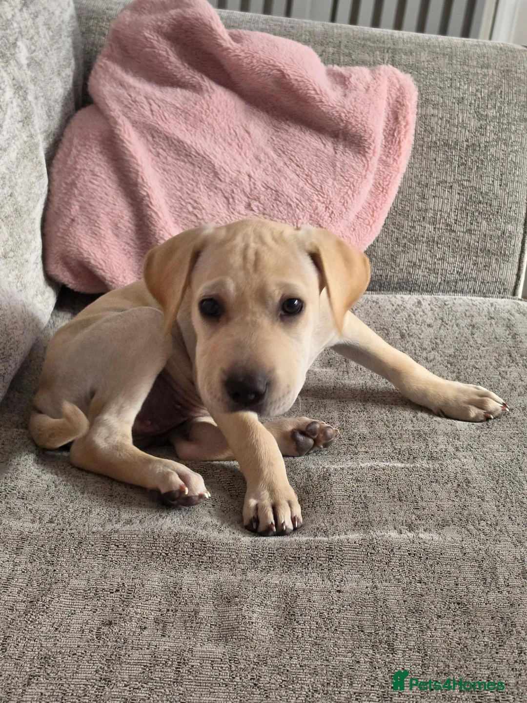 Mixed Breed dogs for sale: Mazie - Advert 3
