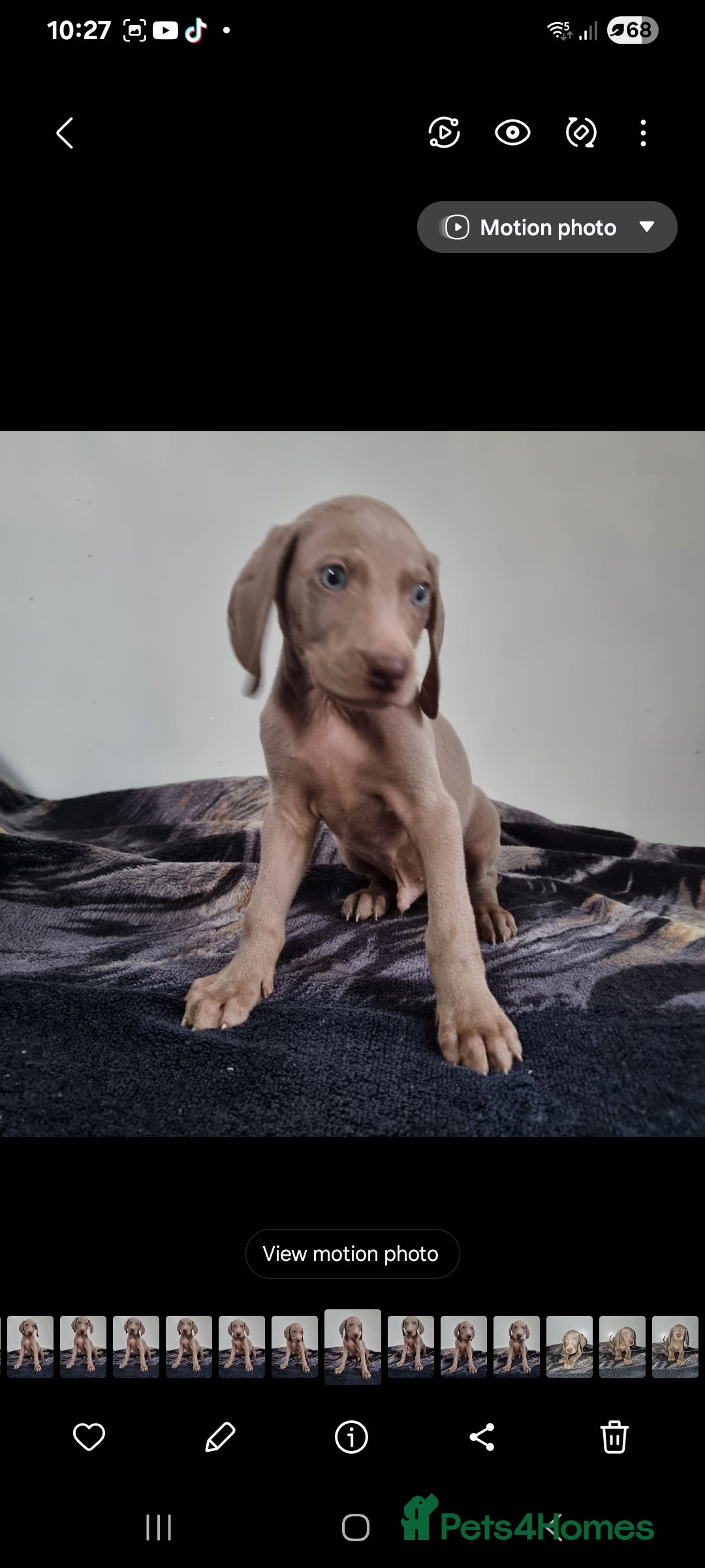 Weimaraner dogs Blue and Silver Weimaraner  - Advert 2
