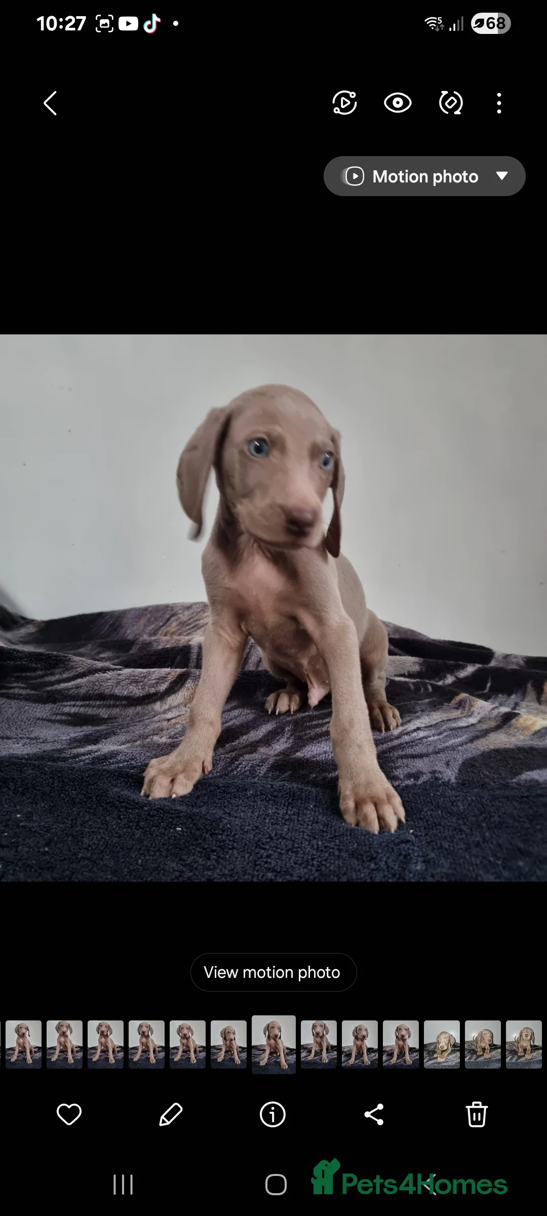 Weimaraner dogs for sale: Blue and Silver Weimaraner  - Advert 2