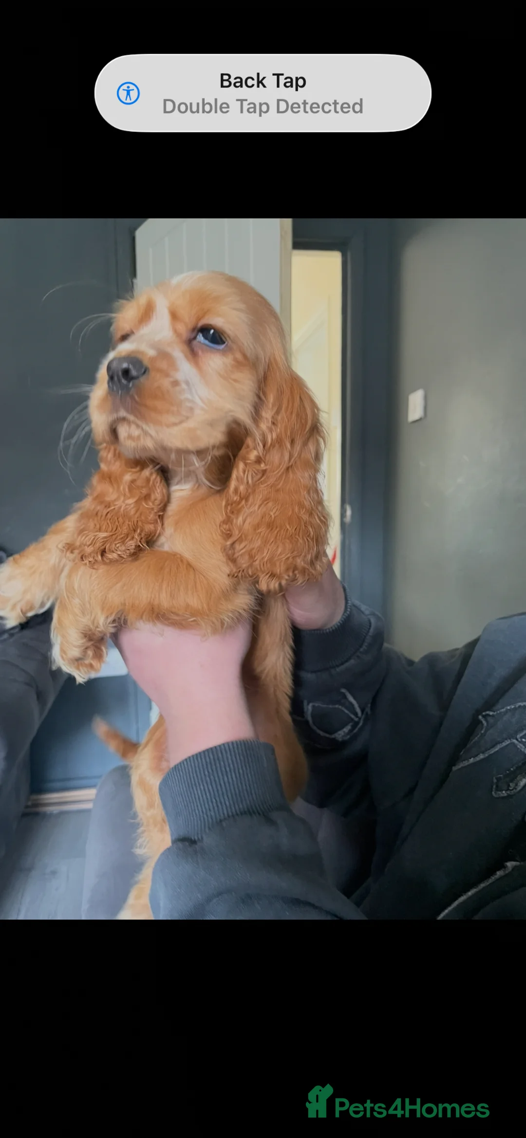 Cocker Spaniel dogs for sale: 2 puppies available  - Advert 1