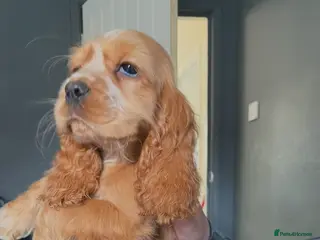 Cocker Spaniel dogs 2 puppies available - Advert 4