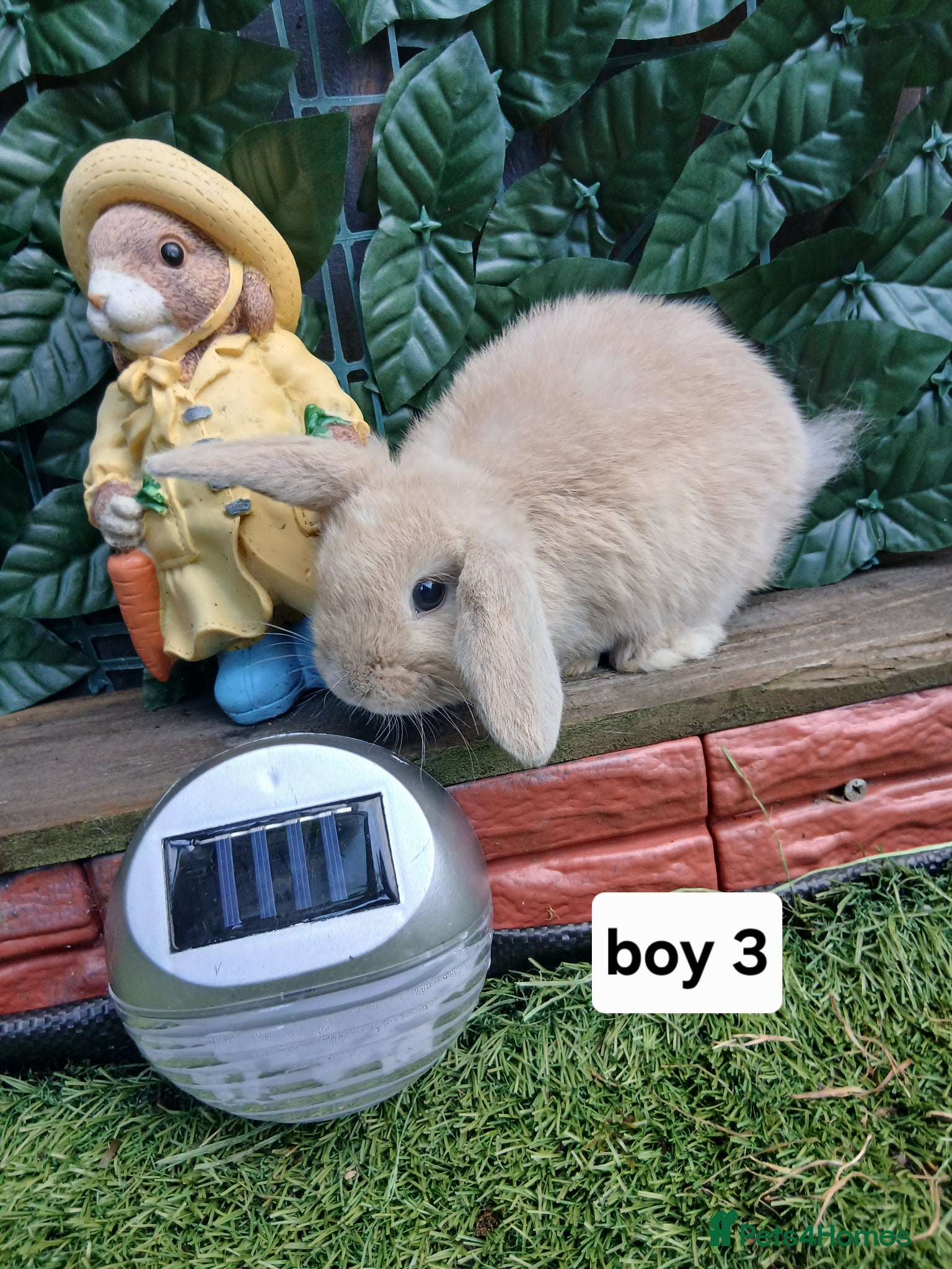 Mini Lop rabbits for sale: 6 mini lop baby's  - Advert 6