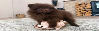 Solid Chocolate 