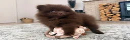 Pomeranian dogs for sale: CHAMPION LINES KC POMERANIAN PUPPIES  - Advert 7