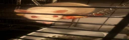 Rat rodents for sale: 3 female Rats - Advert 12