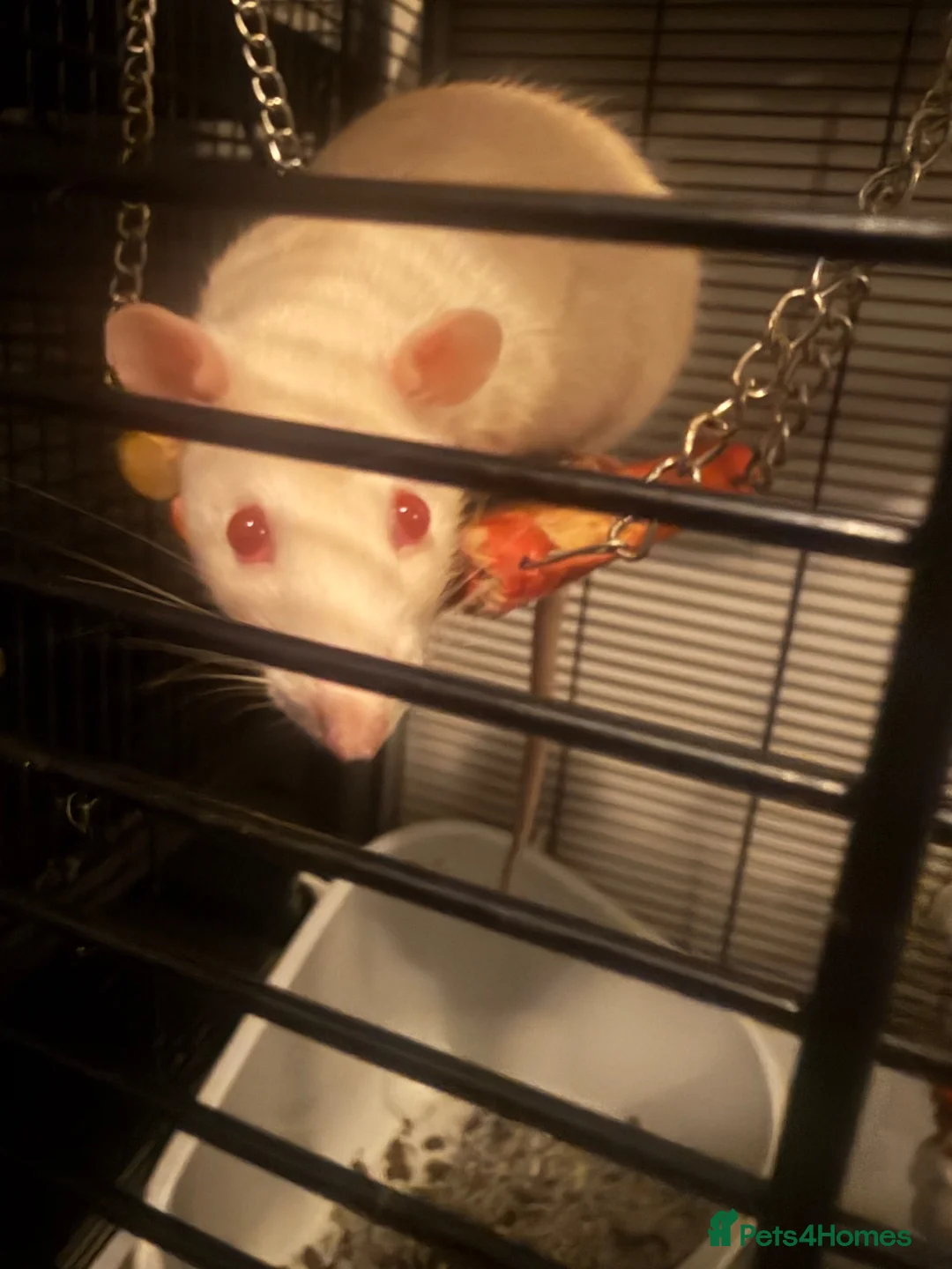 Rat rodents for sale: 3 female Rats - Advert 12