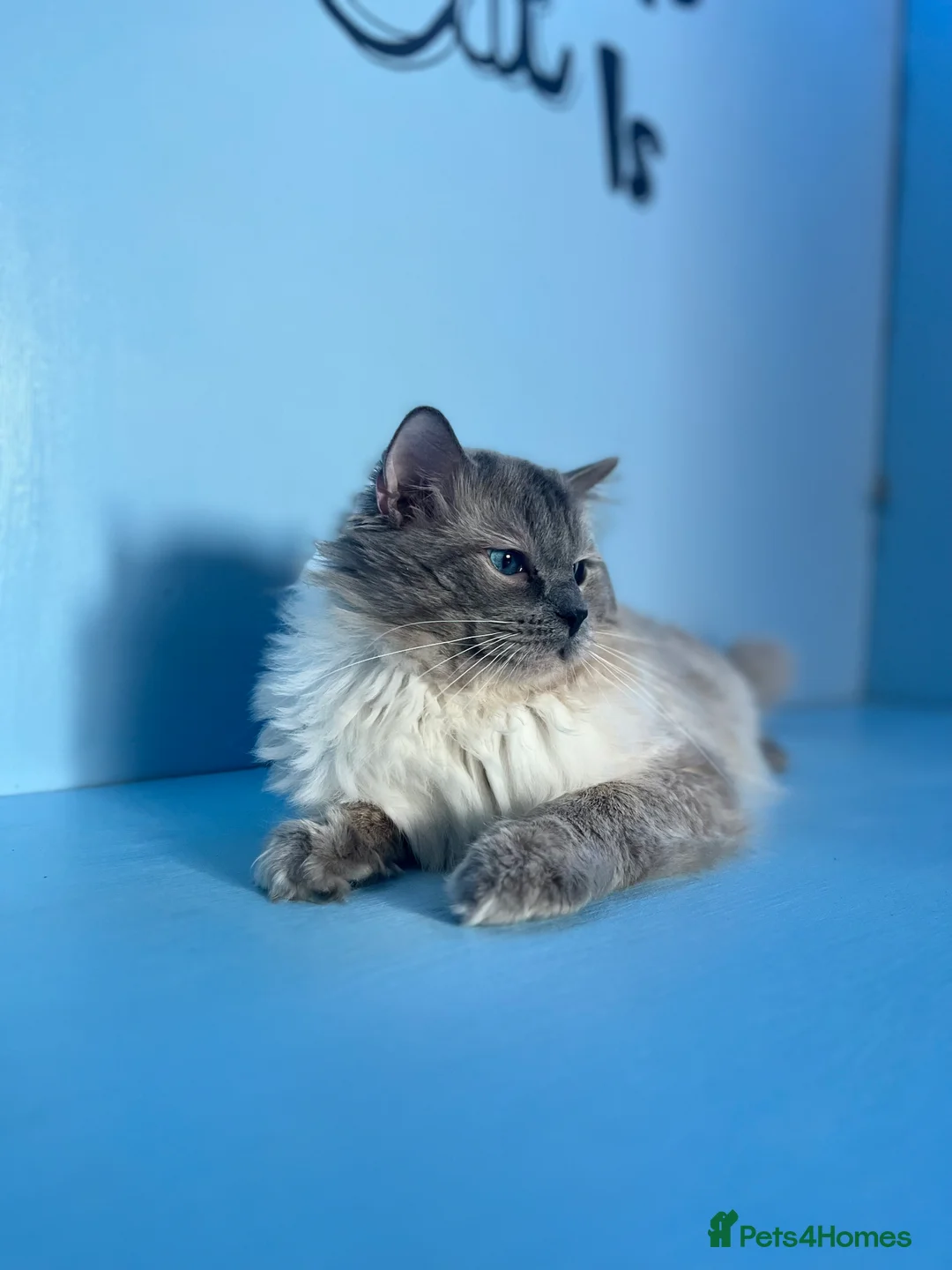 Ragdoll cats for stud: GCCF registered Ragdoll stud in Stoke-on-Trent - Advert 5