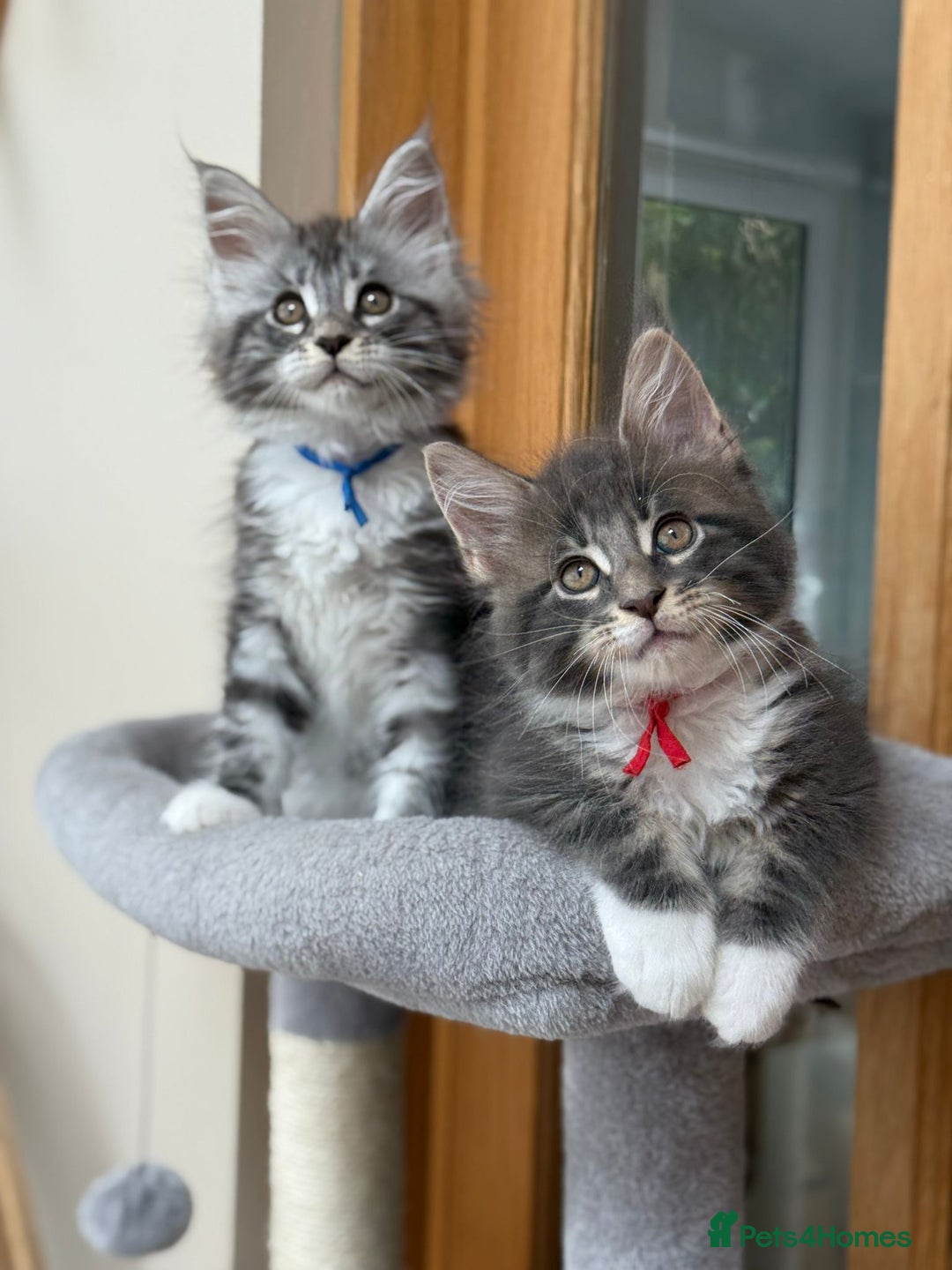 Maine Coon cats for sale: 2 Beautiful pedigree TICA reg Maine Coon kittens - Image 2