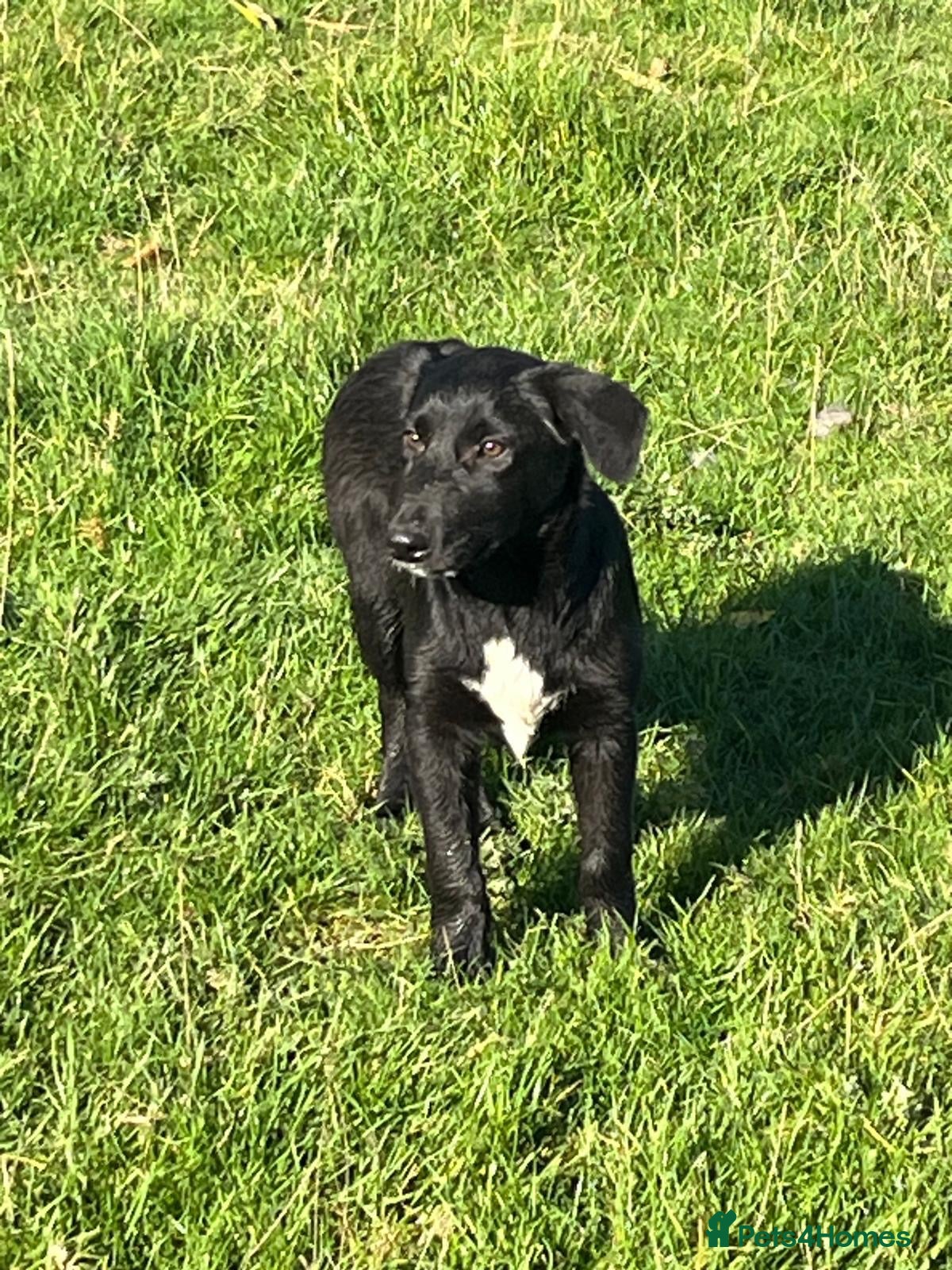 Mixed Breed dogs for sale: Border Collie x pups - Advert 15