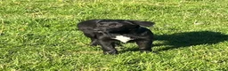 Mixed Breed dogs for sale: Collie x kelpie pups - Advert 4