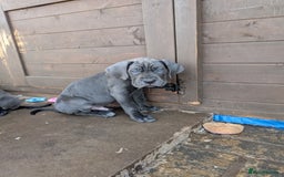Cane Corso dogs for sale: Cane corso puppies.. - Image 33