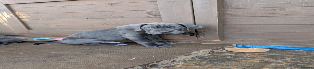 Cane Corso Puppy 5