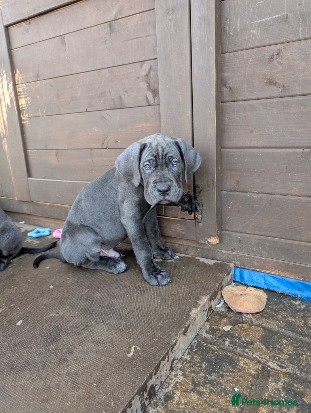 Cane Corso dogs for sale: Cane corso puppies.. - Image 33