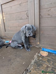 Cane Corso Puppy 5