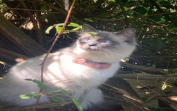 Ragdoll cats for sale: Active female pure Ragdoll - Advert 4