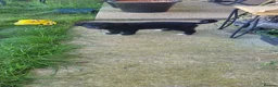 Mixed Breed dogs for sale: Collie cross Greyhound 9 months old in Barton-upon-Humber - Advert 8