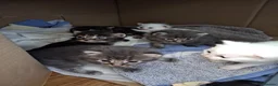 Mixed Breed cats for sale: 6 Kittens  in Waterlooville - Advert 13