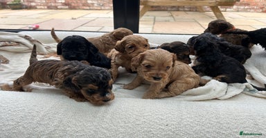 Cockapoo dogs - Advert 5