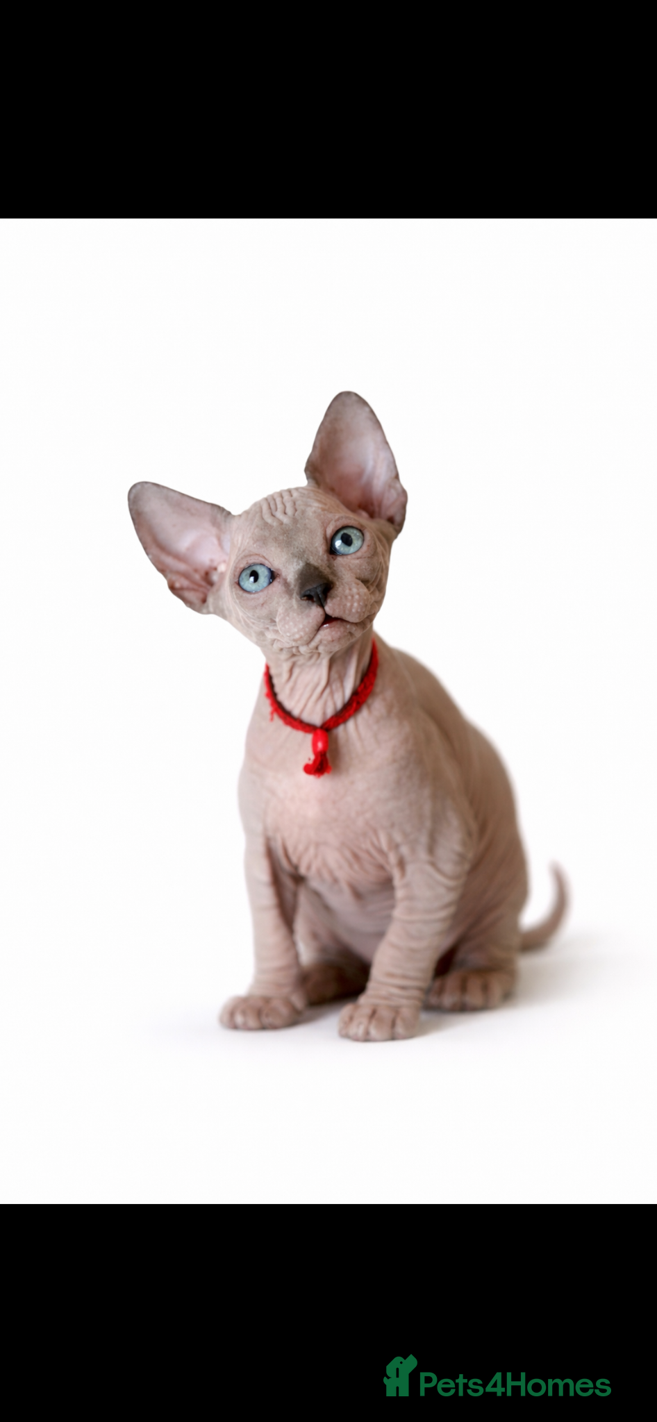 Sphynx cats Sphynx Kittens - European Champion Bloodlines - Advert 17