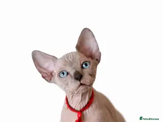 Sphynx cats Sphynx Kittens - European Champion Bloodlines - Advert 17