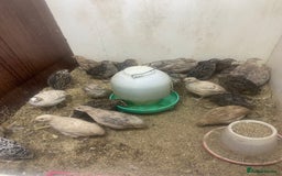 Quail poultry for sale: Chinese painted quail and Japanese quail  - Image 2