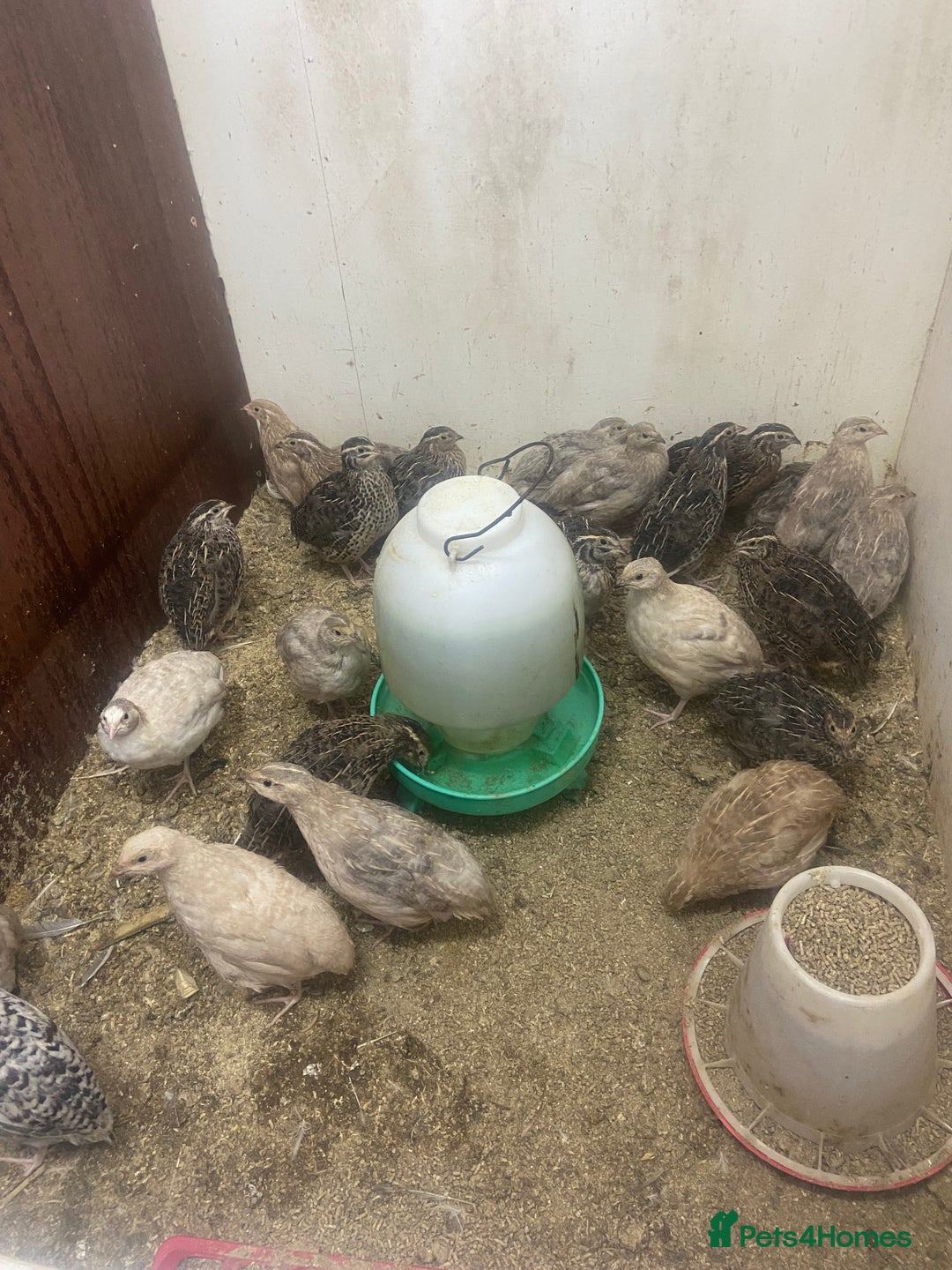 Quail poultry for sale: Chinese painted quail and Japanese quail  - Image 2
