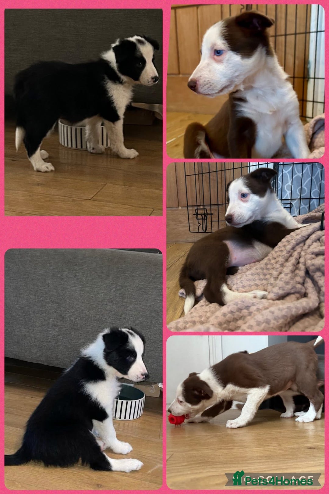 Border Collie dogs for sale: Beautiful sheepdog pups - Image 2