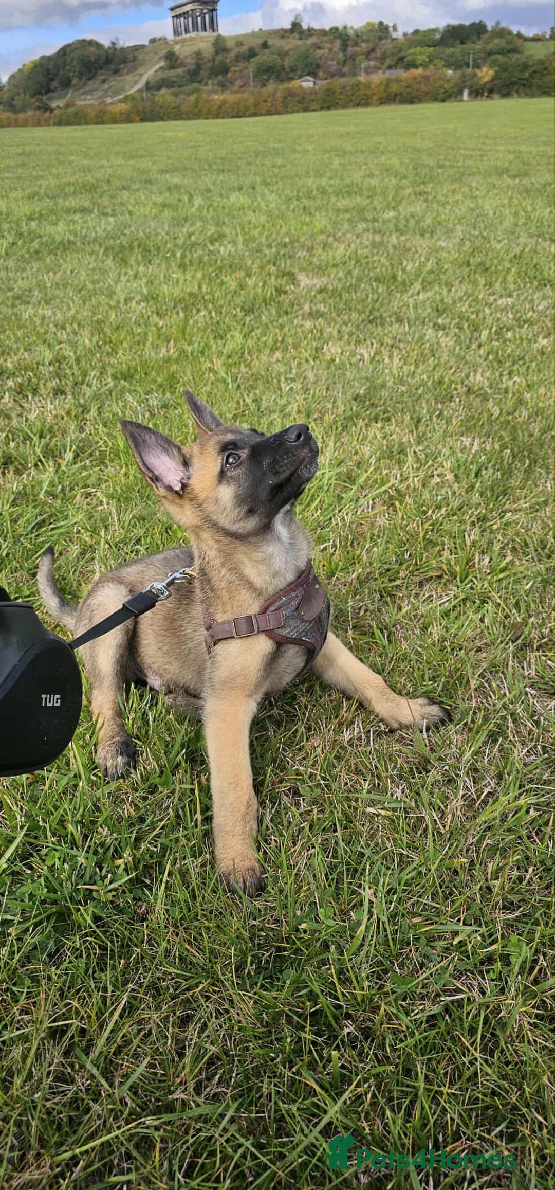 Mixed Breed dogs for sale: Male mali x GSD - Image 5