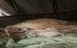 Ragdoll cats for sale: Ragdoll kittens for sale  - Image 9