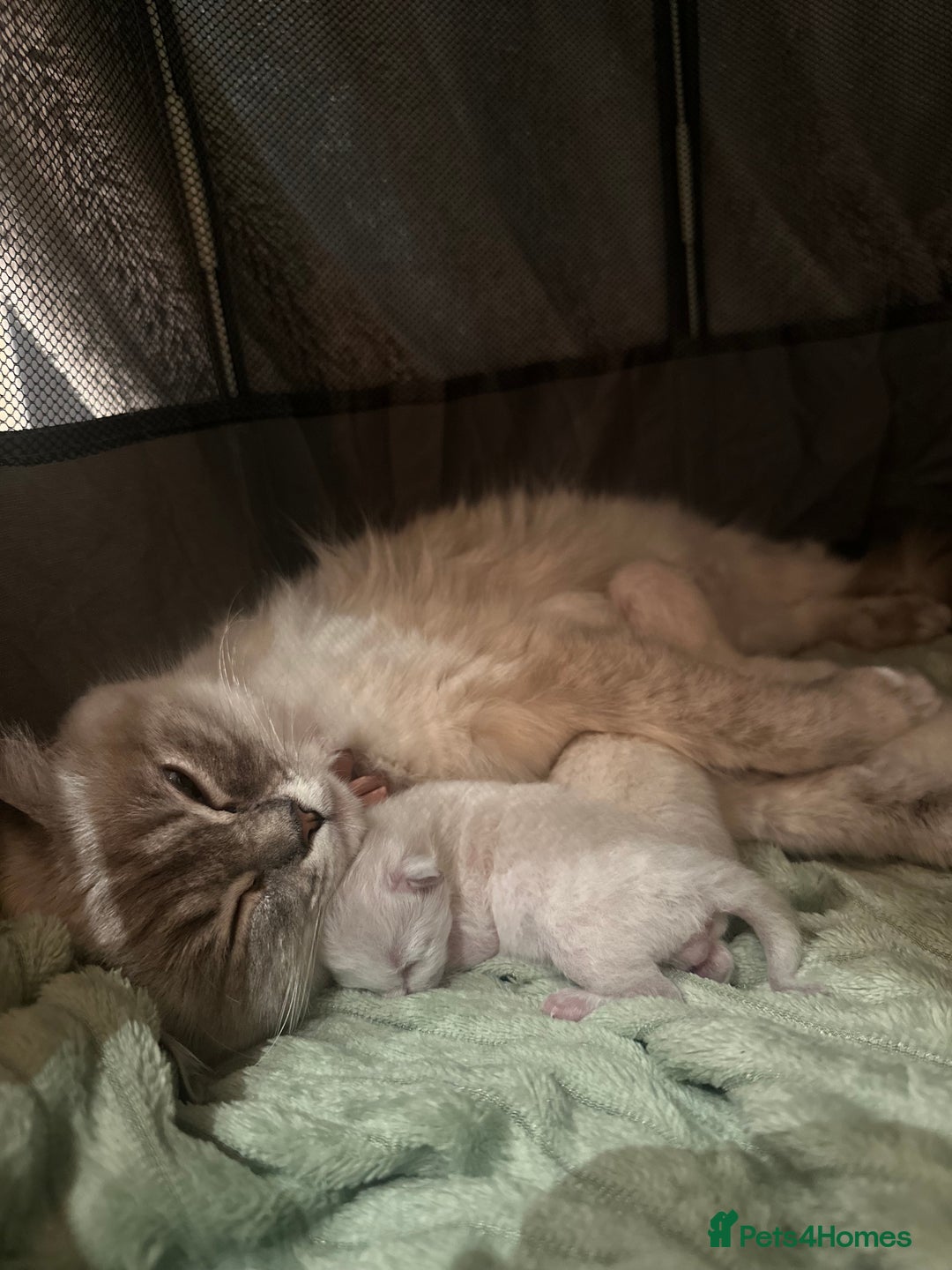Ragdoll cats for sale: Ragdoll kittens for sale  - Image 9