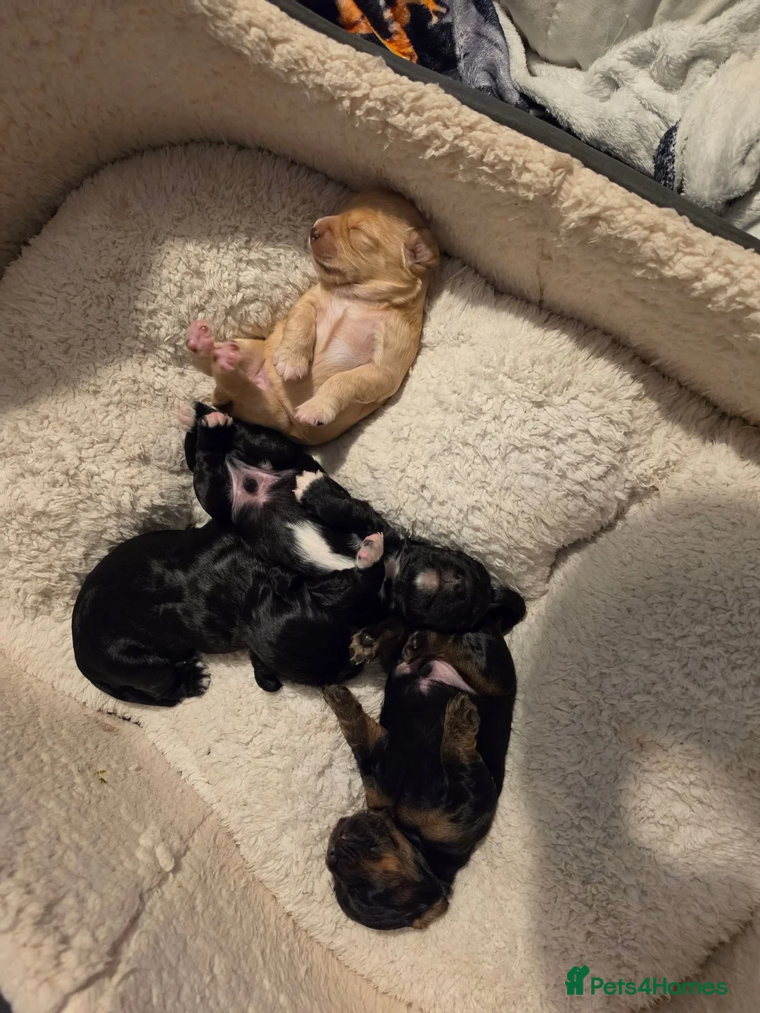 Cocker Spaniel dogs for sale: Beautiful cocker spaniels puppies - Advert 7