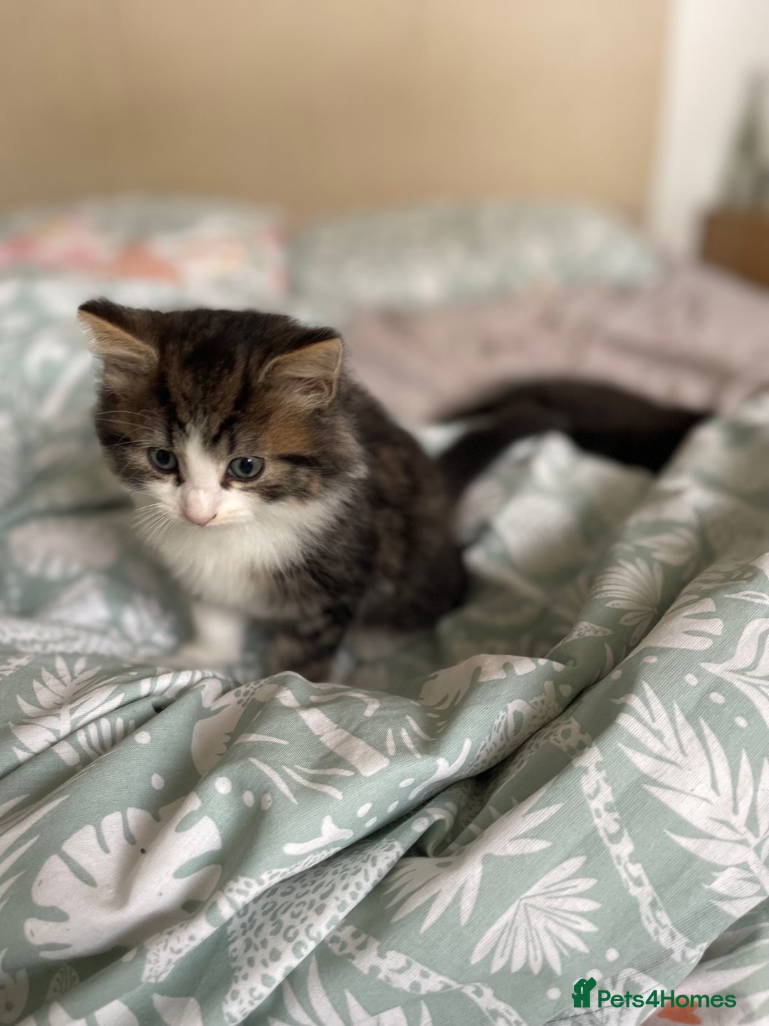Mixed Breed cats for sale: Beautiful mixed kittens long and shorty hair - Advert 13
