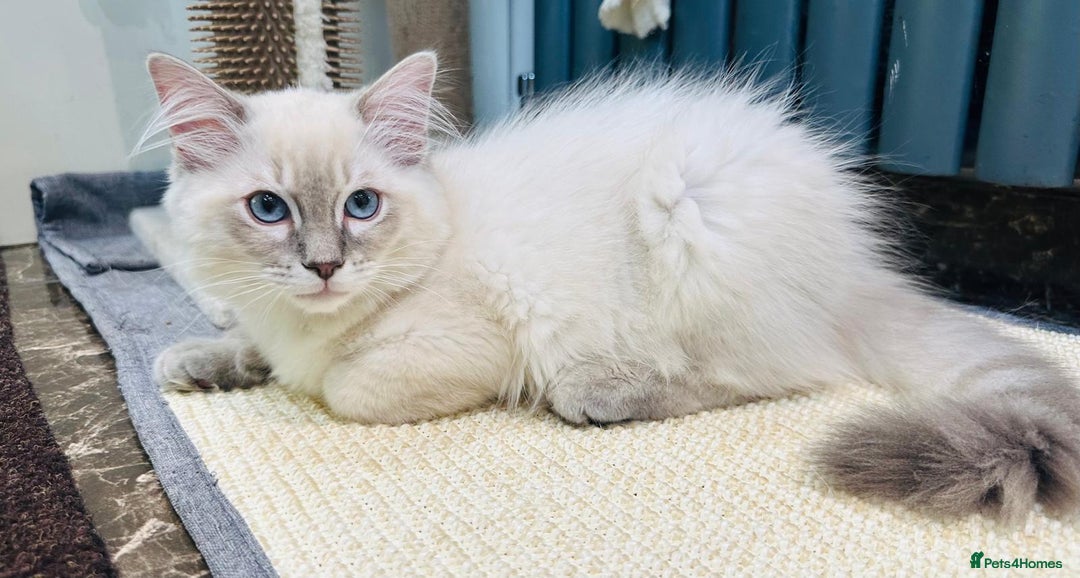 Ragdoll cats for sale: GCCF full pedigree ragdoll kittens  - Image 5