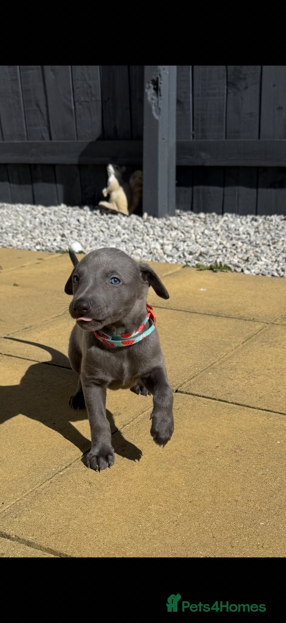 Whippet dogs QUALITY KC BLUE WHIPPET PUPPIES 🔵 - Advert 12