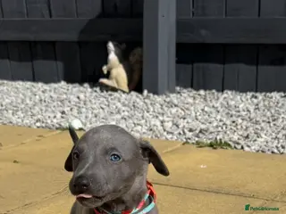 Whippet dogs QUALITY KC BLUE WHIPPET PUPPIES 🔵 - Advert 13
